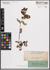 Foto von Salix cinerea L.